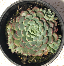 Load image into Gallery viewer, Echeveria Vincent Catto