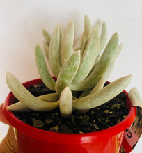 Load image into Gallery viewer, Senecio haworthii Cassa
