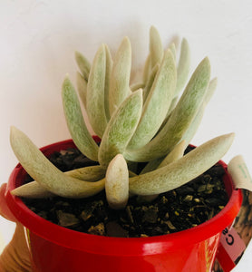 Senecio haworthii Cassa