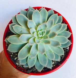 Echeveria Violet Queen