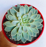 Echeveria Violet Queen
