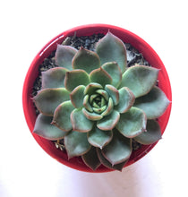 Load image into Gallery viewer, Echeveria Calara hybrid