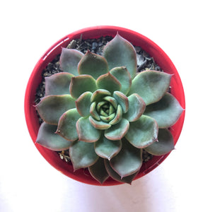 Echeveria Calara hybrid