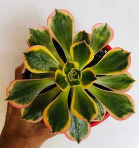 Aeonium 'Sunburst'