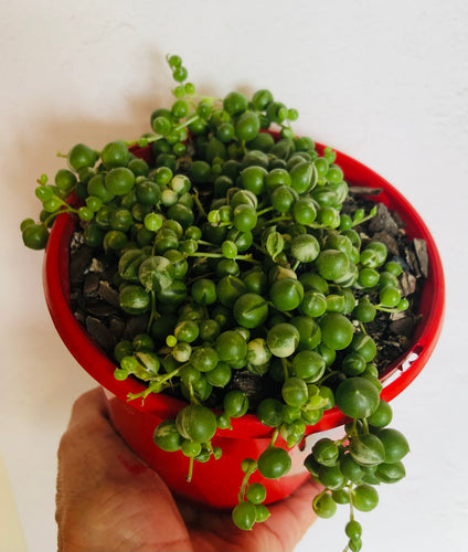 Senecio rowleyanus variegated String of Pearls