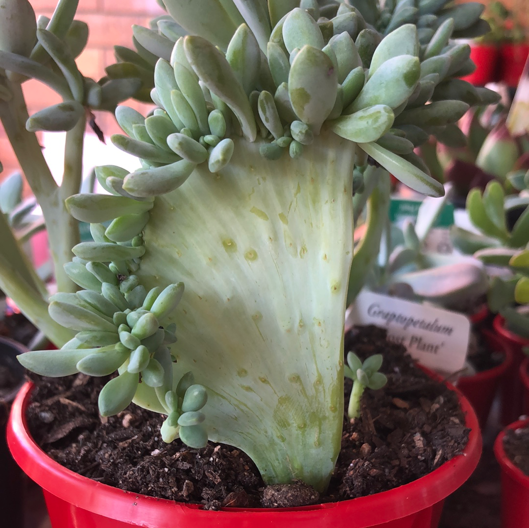 crested moonstone succulent Pachyveria Elaine Wright (Crested)
