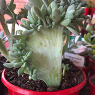 Pachyveria Elaine Wright (Crested)