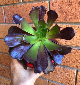 Aeonium atropurpureum bronze