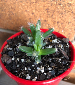 Tricodiadema densum