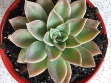 Load image into Gallery viewer, Graptoveria Manda