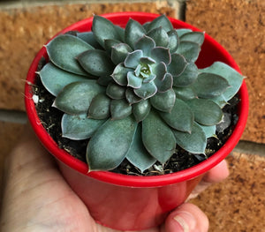 Echeveria Holy Gate