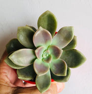 Graptoveria Mauve Accord