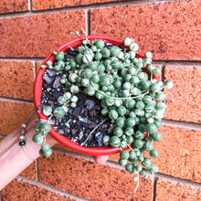 Load image into Gallery viewer, Senecio rowleyanus (variegated) String of Pearls