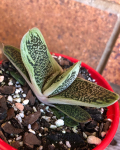 Gasteria 'Big Brother'