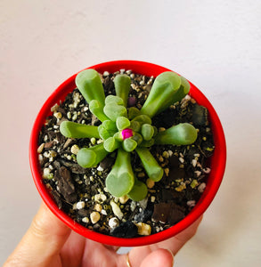 Frithia pulchra rote bluete