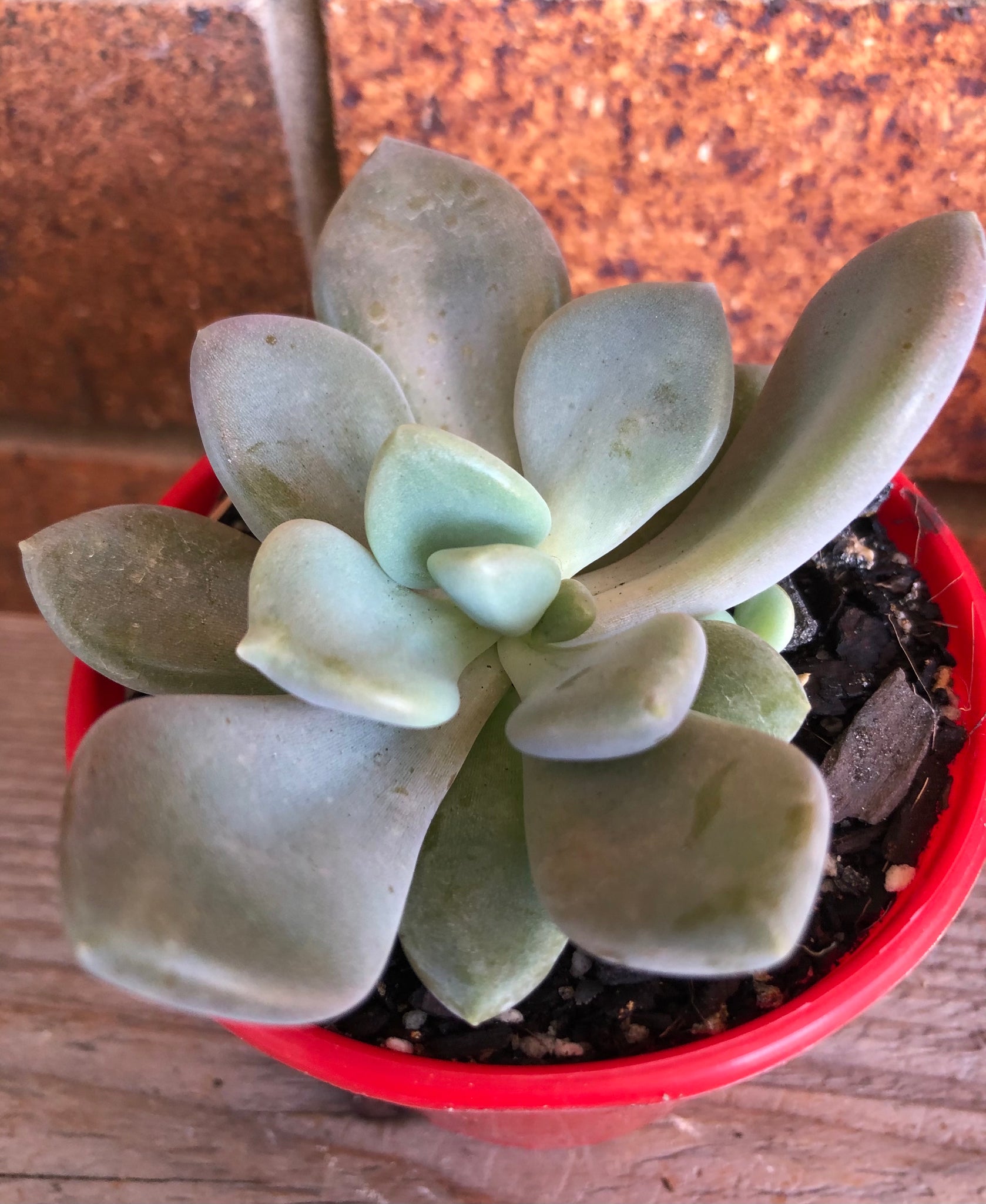 grey succulent plants Pachyveria Large grey form – The Succulent Garden