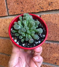 Load image into Gallery viewer, Frithia pulchra rote bluete
