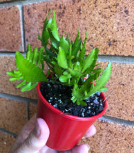 Load image into Gallery viewer, Rhipsalis schenkii Bits and Pieces