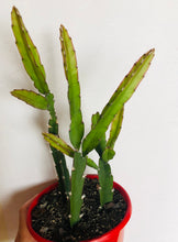 Load image into Gallery viewer, Rhipsalis lepismium Cruciforme Spiralis