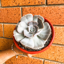 Load image into Gallery viewer, Echeveria Pollux
