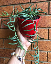 Load image into Gallery viewer, Senecio radicans String of bananas