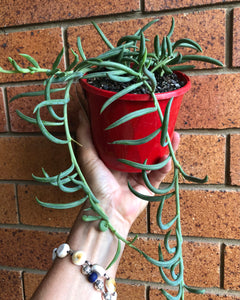 Senecio radicans String of bananas