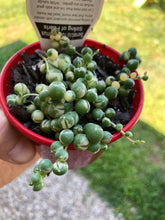 Load image into Gallery viewer, Senecio rowleyanus (variegated) String of Pearls