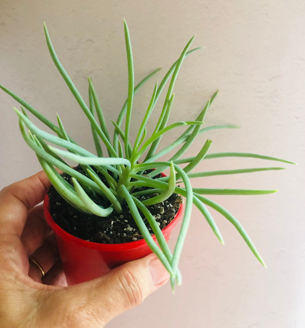 Senecio talinoides Narrow Leaf Chalksticks