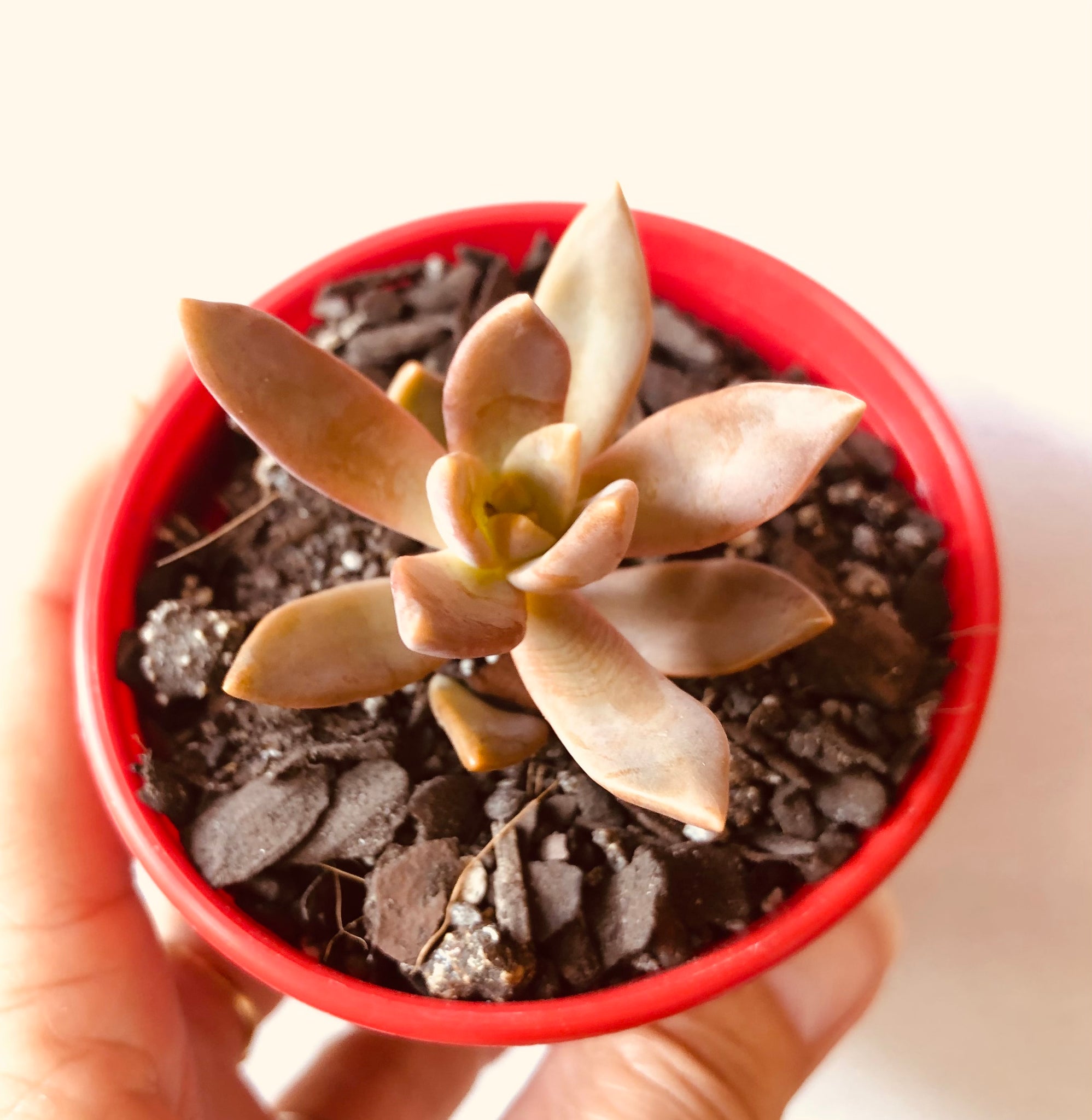 pat's pink succulent The Succulent Garden :: Sedeveria 'Pat's Pink'