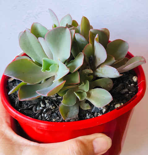 Echeveria Curls Crested