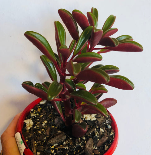 Peperomia graveolens