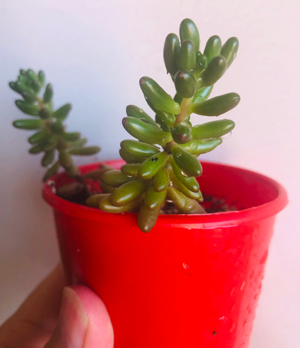 Sedum pachyphyllum Blue Jelly Bean