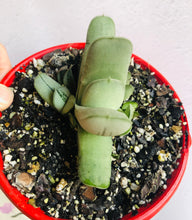 Load image into Gallery viewer, Gasteria grandorf