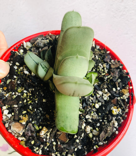 Gasteria grandorf
