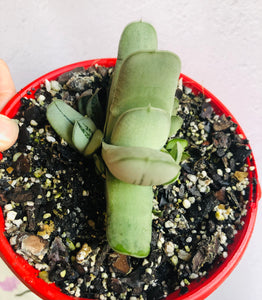 Gasteria grandorf