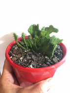 Euphorbia flanaganii Crested