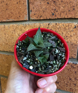 Haworthia tessellata Mystery