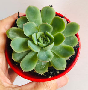 Echeveria elegans