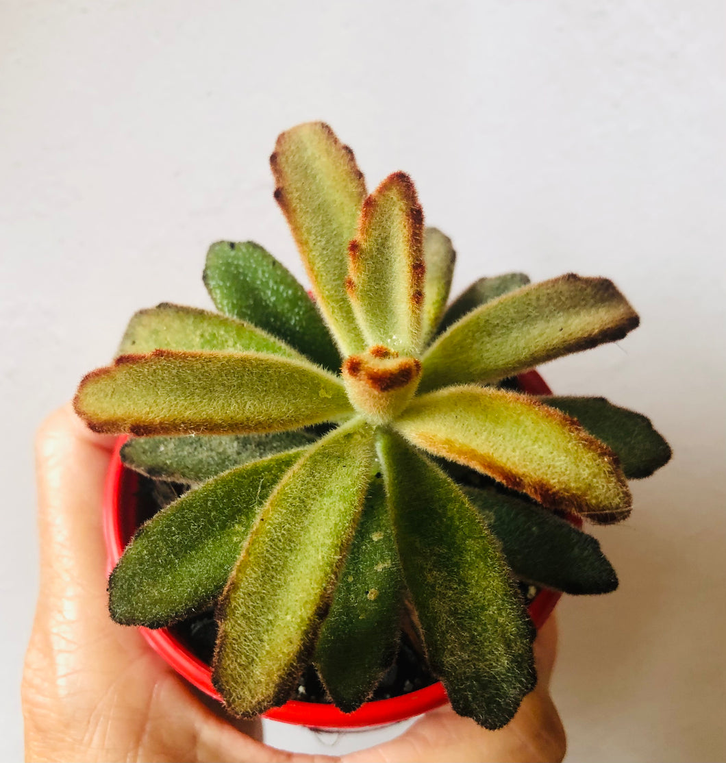 Kalanchoe tomentosa Chocolate Soldier