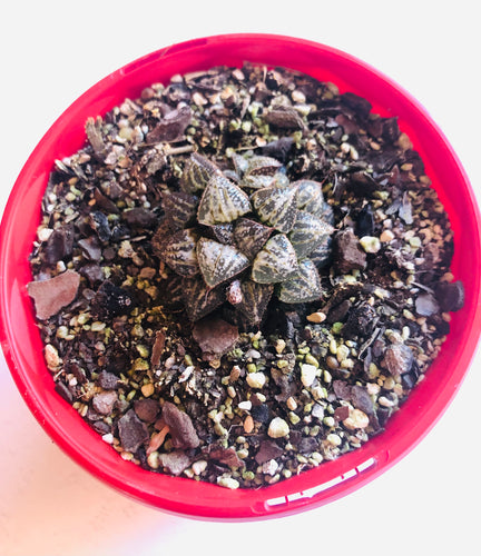 Haworthia Snow Scene