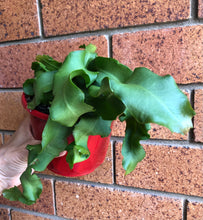 Load image into Gallery viewer, Epiphyllum quatemalense v. monstrose (Curly Sue)