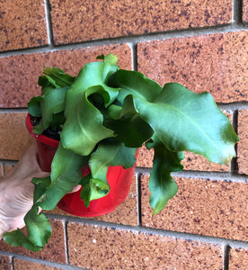 Epiphyllum quatemalense v. monstrose (Curly Sue)