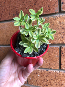 Crassula volkensii (variegated)