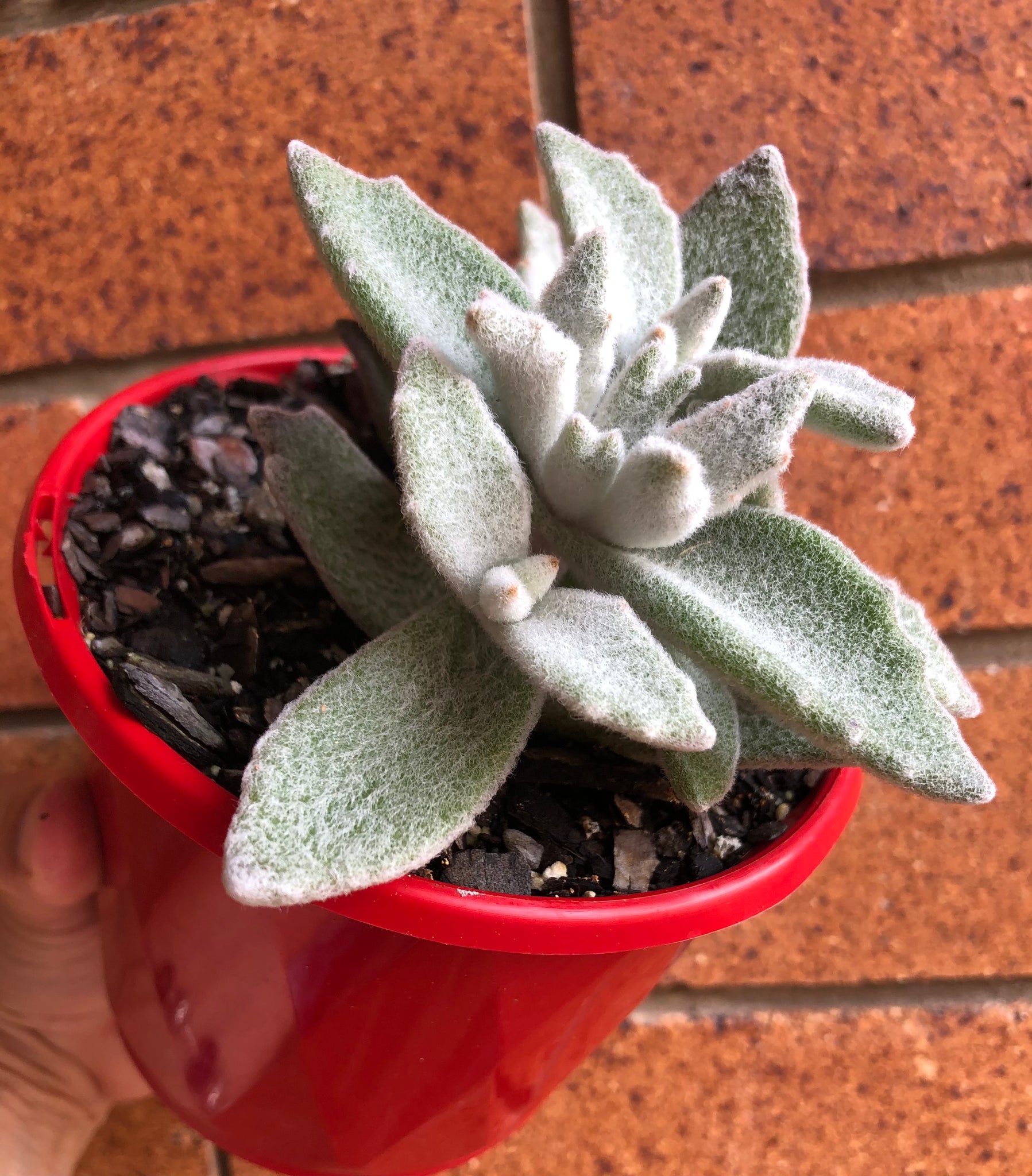 snow white panda succulent The Succulent Garden :: Kalanchoe eriophylla