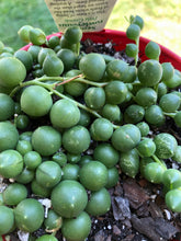Load image into Gallery viewer, Senecio rowleyanus perla grande