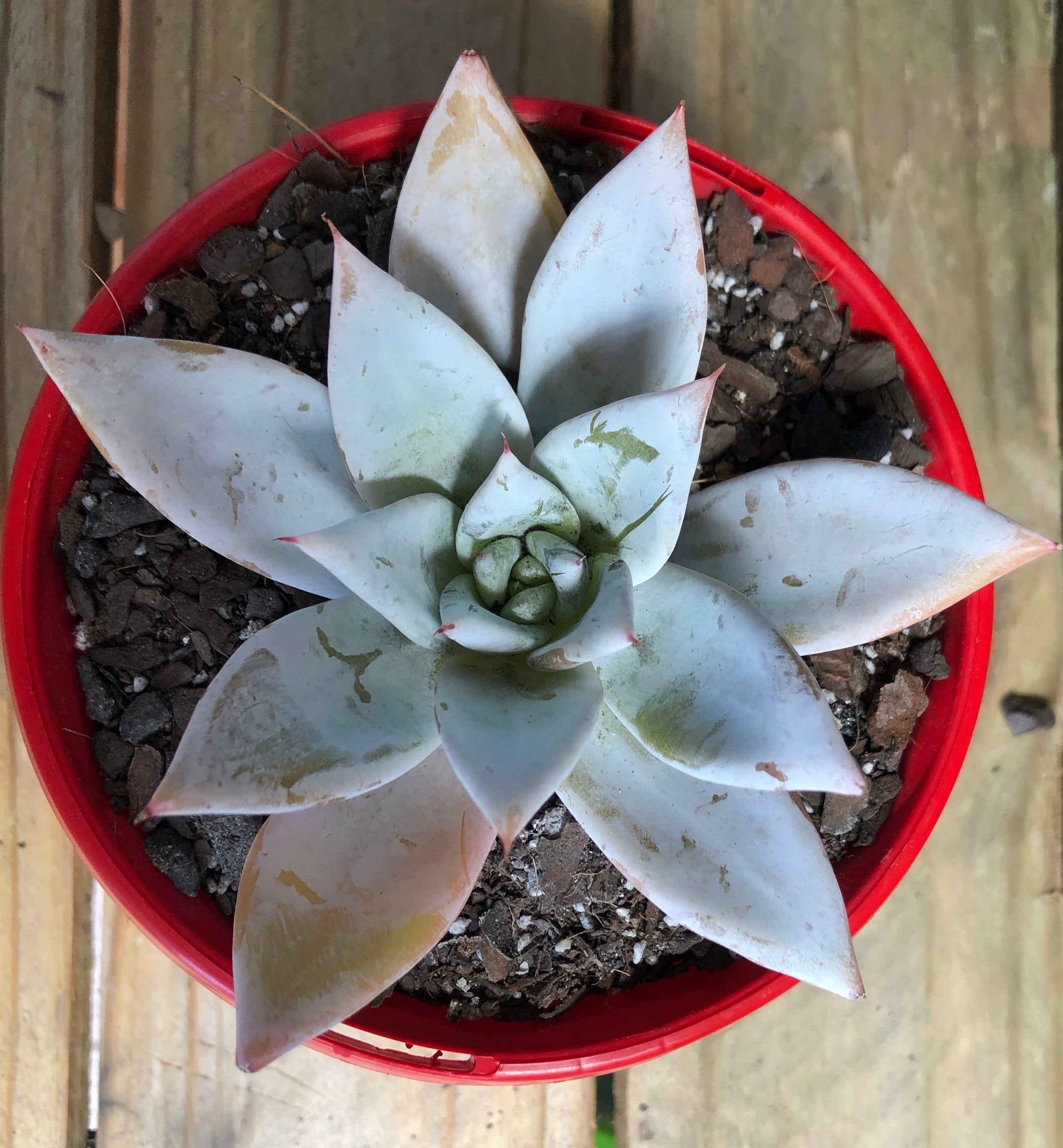 mexican giant succulent Echeveria Mexican Giant – The Succulent Garden