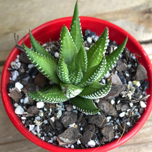 Haworthia reinwardtii