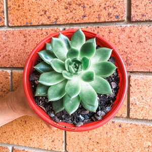 Echeveria  agavoides