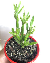 Load image into Gallery viewer, Rhipsalis ewaldiama Mistletoe cactus