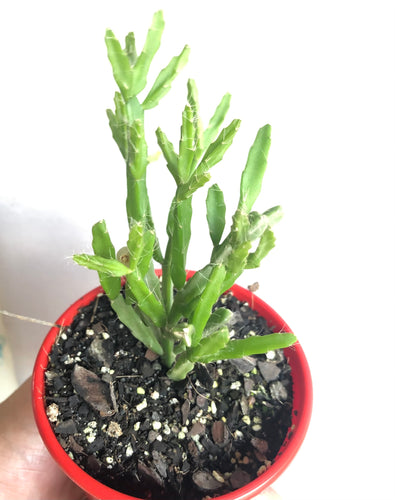 Rhipsalis ewaldiama Mistletoe cactus